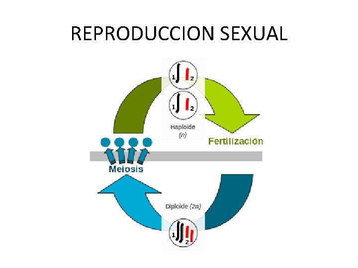 REPRODUCCION SEXUAL REPRODUCCION SEXUAL