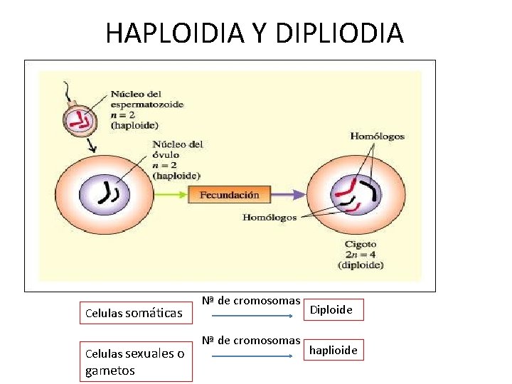 HAPLOIDIA Y DIPLIODIA Celulas somáticas Celulas sexuales o gametos Nª de cromosomas Diploide haplioide HAPLOIDIA Y DIPLIODIA Celulas somáticas Celulas sexuales o gametos Nª de cromosomas Diploide haplioide