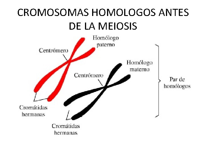 CROMOSOMAS HOMOLOGOS ANTES DE LA MEIOSIS CROMOSOMAS HOMOLOGOS ANTES DE LA MEIOSIS