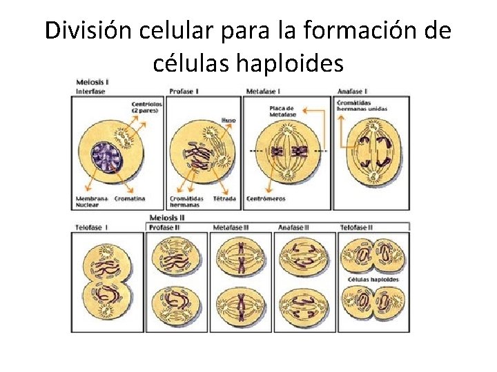 División celular para la formación de células haploides División celular para la formación de células haploides