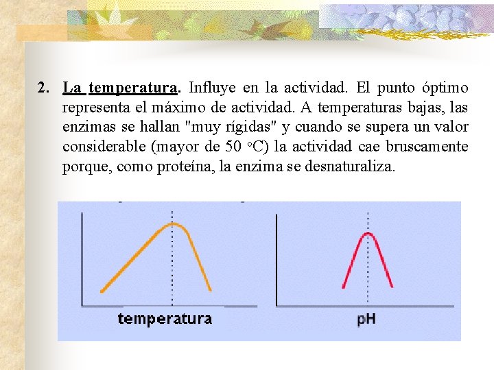 2. La temperatura. Influye en la actividad. El punto óptimo representa el máximo de