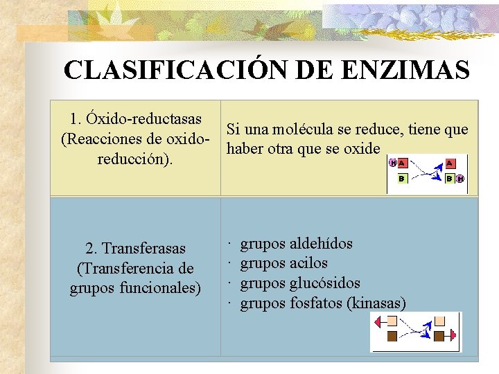 CLASIFICACIÓN DE ENZIMAS 1. Óxido-reductasas (Reacciones de oxidoreducción). Si una molécula se reduce, tiene