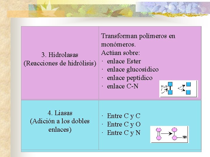 Transforman polímeros en monómeros. Actúan sobre: 3. Hidrolasas (Reacciones de hidrólisis) · enlace Ester