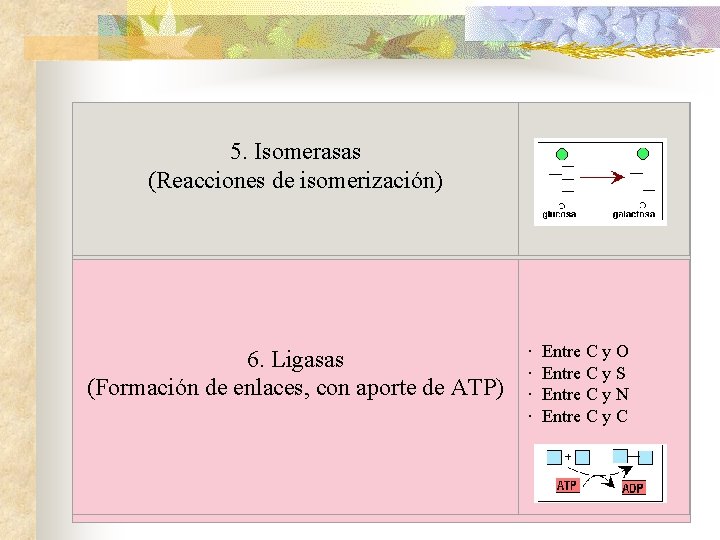 5. Isomerasas (Reacciones de isomerización) 6. Ligasas (Formación de enlaces, con aporte de ATP)