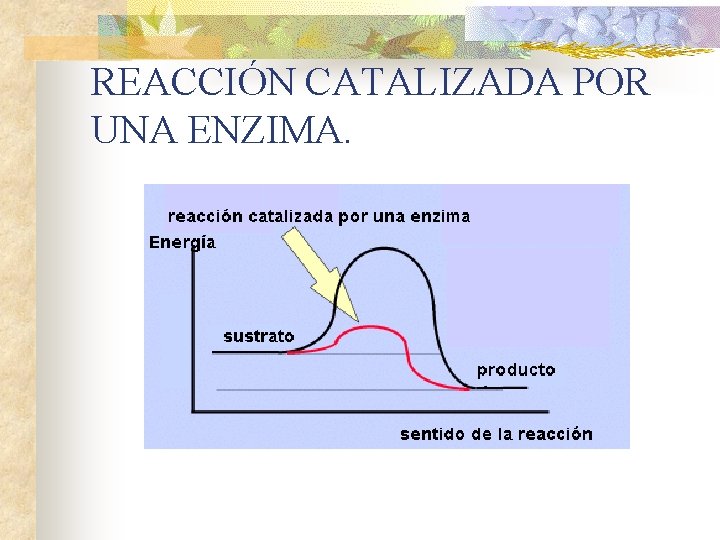 REACCIÓN CATALIZADA POR UNA ENZIMA. 