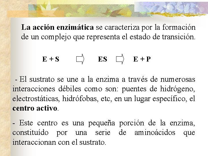 La acción enzimática se caracteriza por la formación de un complejo que representa el