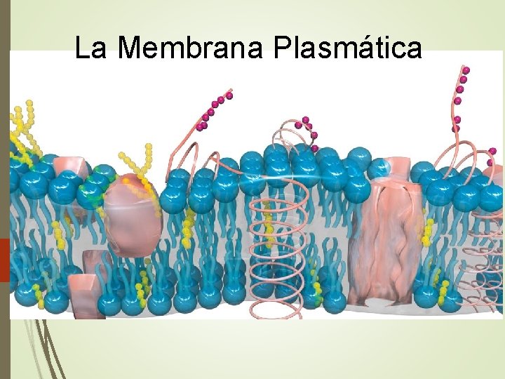 La Membrana Plasmática 