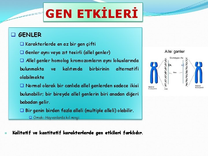 GEN ETKİLERİ q GENLER q Karakterlerde en az bir gen çifti q Genler aynı