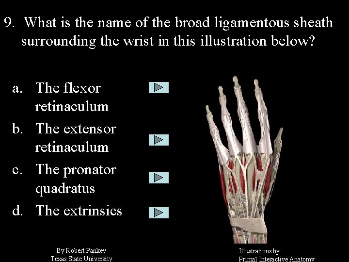 9. What is the name of the broad ligamentous sheath surrounding the wrist in