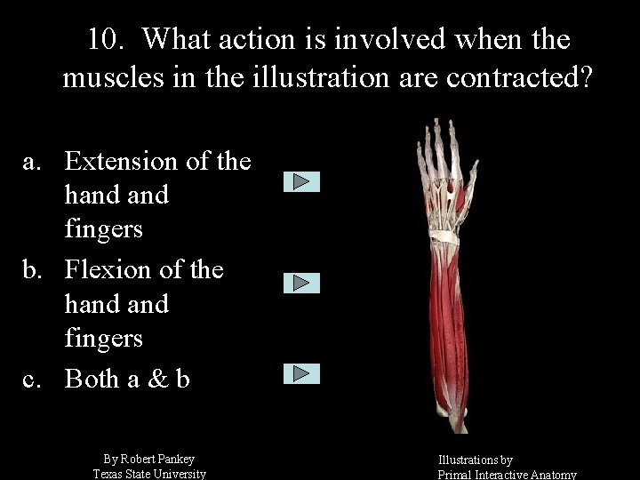 10. What action is involved when the muscles in the illustration are contracted? a.