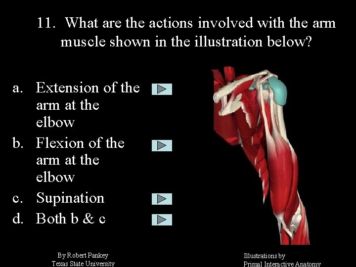 11. What are the actions involved with the arm muscle shown in the illustration