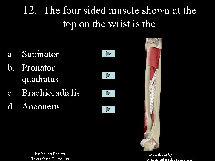 12. The four sided muscle shown at the top on the wrist is the