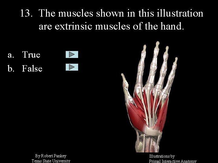 13. The muscles shown in this illustration are extrinsic muscles of the hand. a.