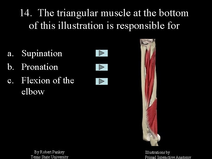 14. The triangular muscle at the bottom of this illustration is responsible for a.