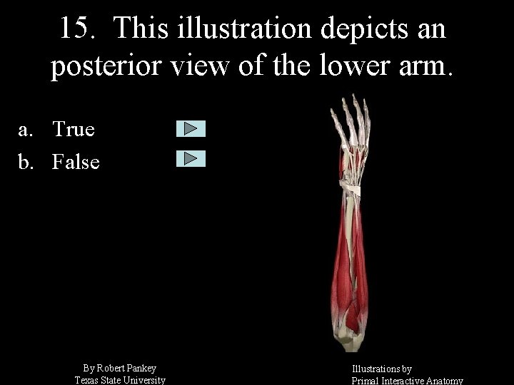15. This illustration depicts an posterior view of the lower arm. a. True b.