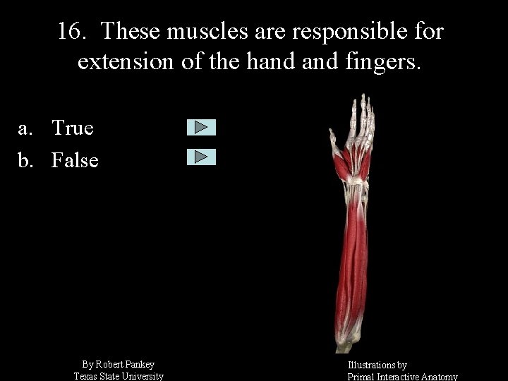 16. These muscles are responsible for extension of the hand fingers. a. True b.