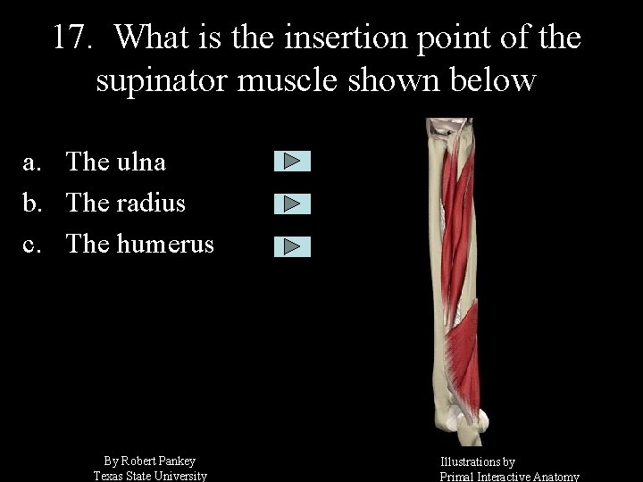 17. What is the insertion point of the supinator muscle shown below a. The