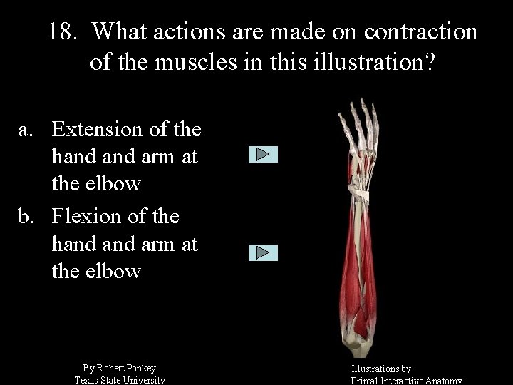 18. What actions are made on contraction of the muscles in this illustration? a.