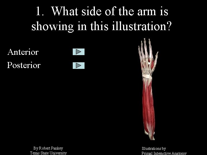 1. What side of the arm is showing in this illustration? Anterior Posterior By