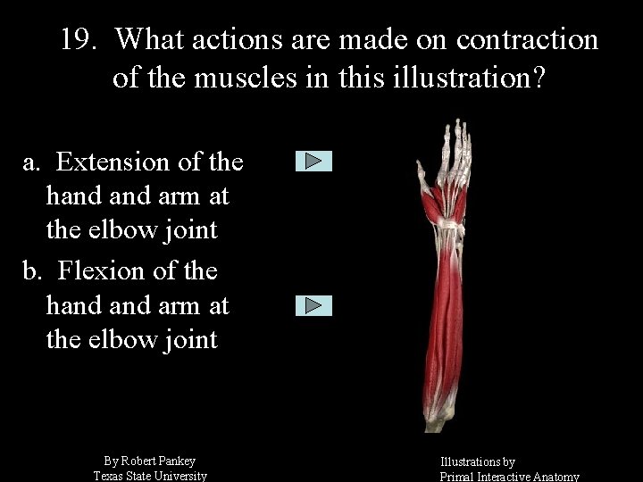 19. What actions are made on contraction of the muscles in this illustration? a.