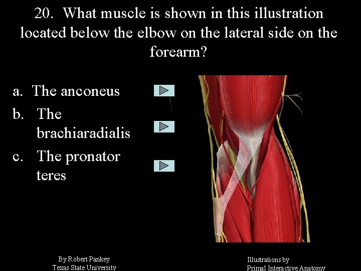 20. What muscle is shown in this illustration located below the elbow on the