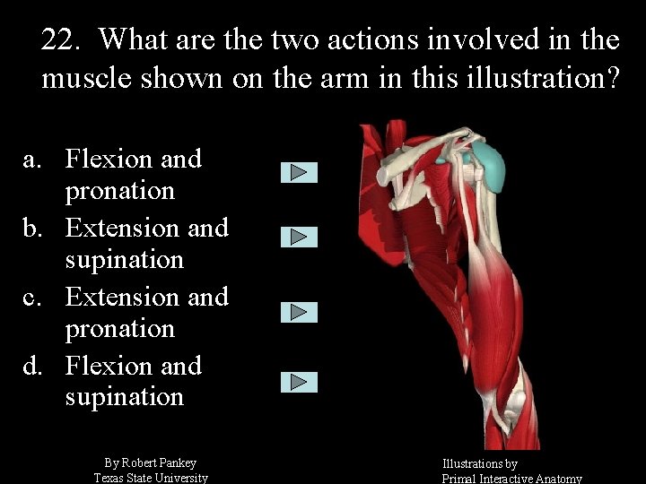 22. What are the two actions involved in the muscle shown on the arm