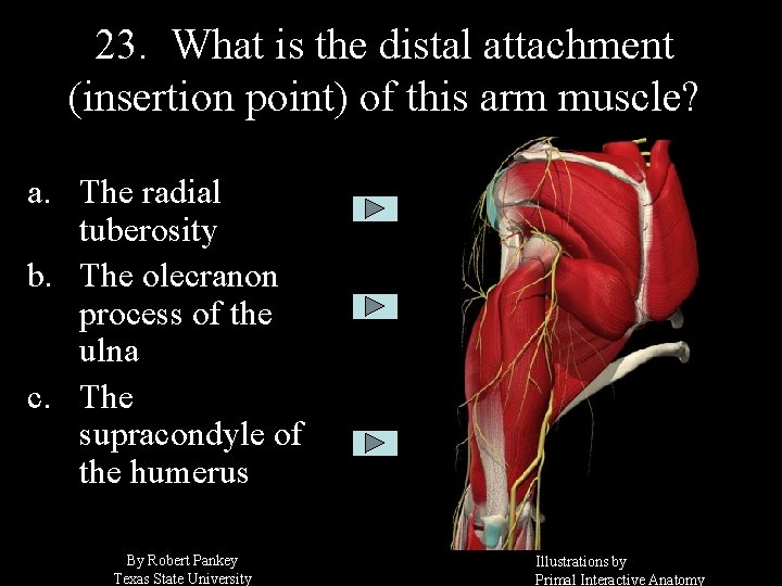 23. What is the distal attachment (insertion point) of this arm muscle? a. The