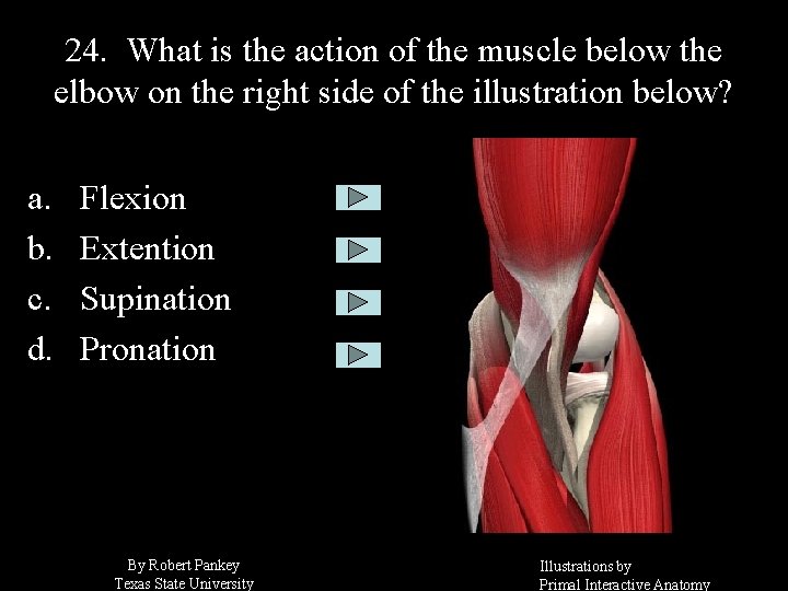 24. What is the action of the muscle below the elbow on the right