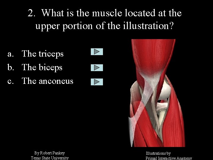 2. What is the muscle located at the upper portion of the illustration? a.