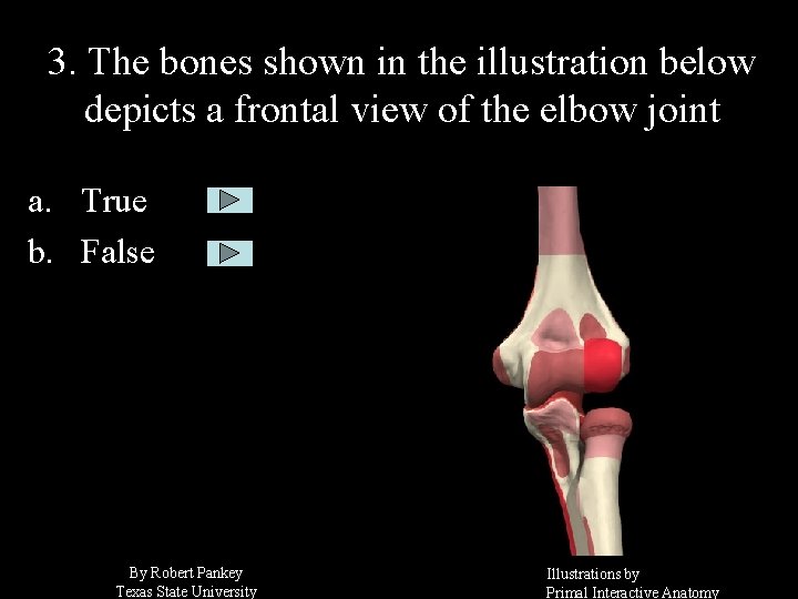 3. The bones shown in the illustration below depicts a frontal view of the