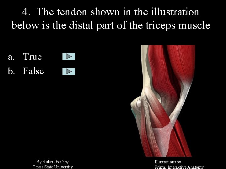 4. The tendon shown in the illustration below is the distal part of the
