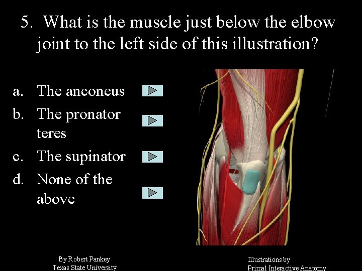 5. What is the muscle just below the elbow joint to the left side