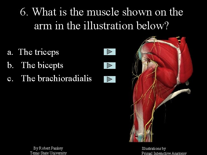 6. What is the muscle shown on the arm in the illustration below? a.