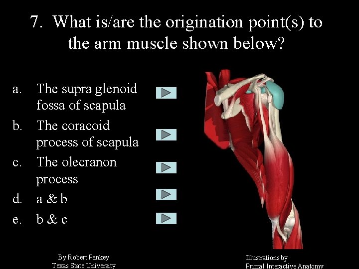7. What is/are the origination point(s) to the arm muscle shown below? a. The