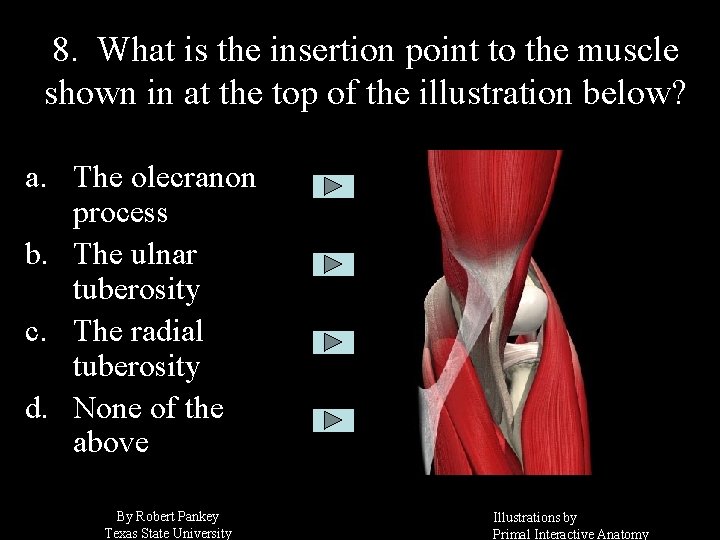 8. What is the insertion point to the muscle shown in at the top