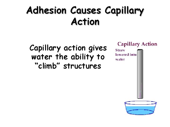 Adhesion Causes Capillary Action Capillary action gives water the ability to “climb” structures 
