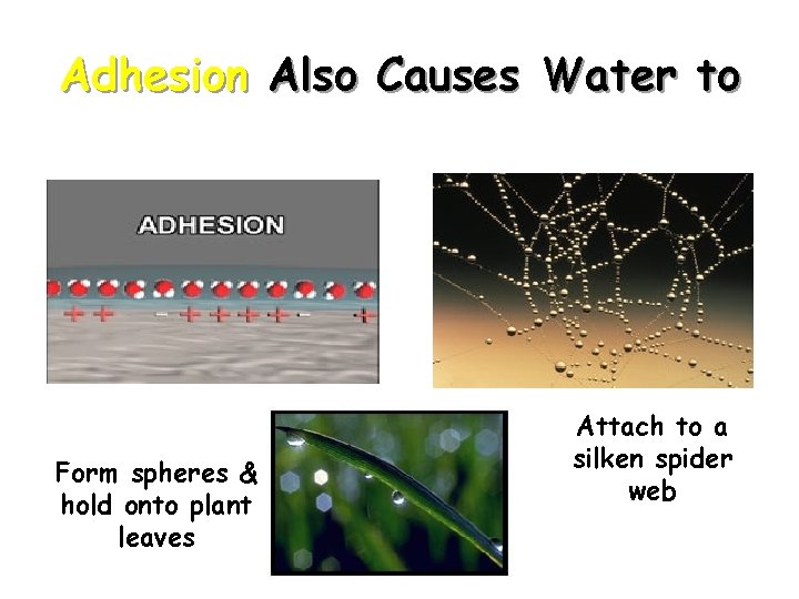 Adhesion Also Causes Water to Form spheres & hold onto plant leaves Attach to