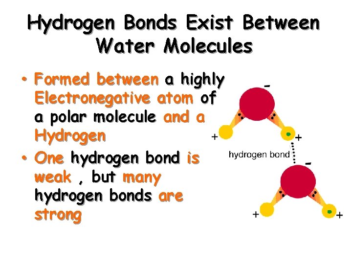 Hydrogen Bonds Exist Between Water Molecules • Formed between a highly Electronegative atom of