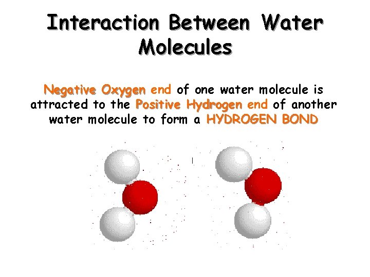 Interaction Between Water Molecules Negative Oxygen end of one water molecule is attracted to