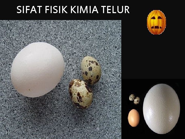 SIFAT FISIK KIMIA TELUR 