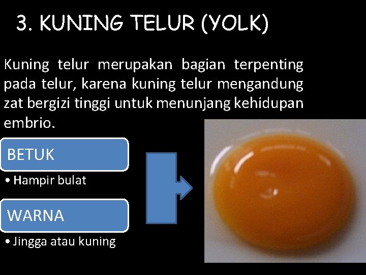 3. KUNING TELUR (YOLK) Kuning telur merupakan bagian terpenting pada telur, karena kuning telur