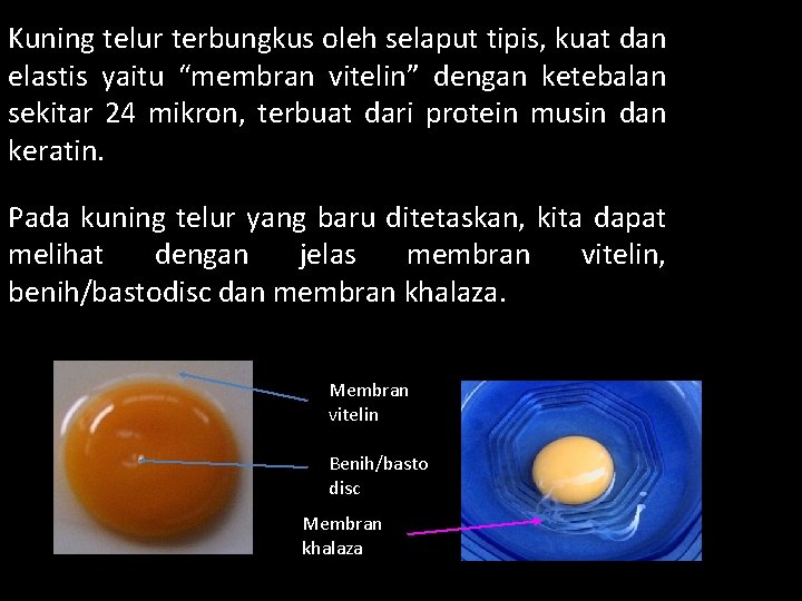 Kuning telur terbungkus oleh selaput tipis, kuat dan elastis yaitu “membran vitelin” dengan ketebalan