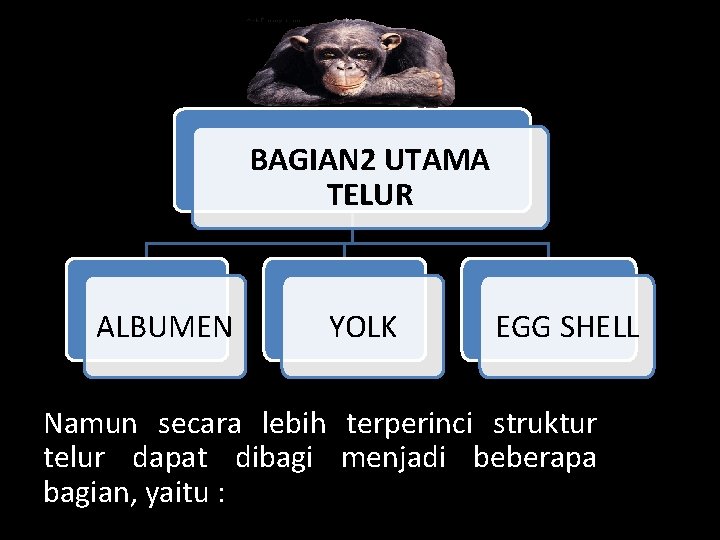BAGIAN 2 UTAMA TELUR ALBUMEN YOLK EGG SHELL Namun secara lebih terperinci struktur telur