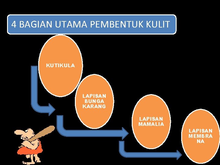 4 BAGIAN UTAMA PEMBENTUK KULIT KUTIKULA LAPISAN BUNGA KARANG LAPISAN MAMALIA LAPISAN MEMBRA NA