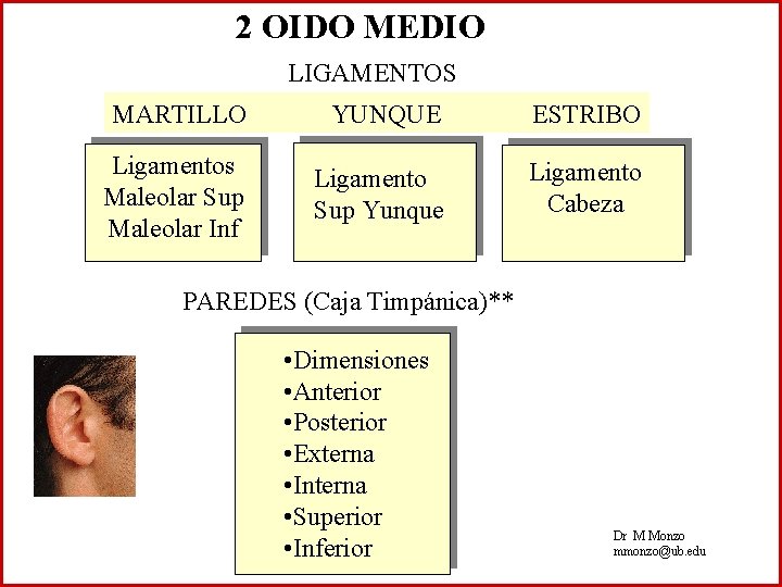 2 OIDO MEDIO LIGAMENTOS MARTILLO YUNQUE ESTRIBO Ligamentos Maleolar Sup Maleolar Inf Ligamento Sup