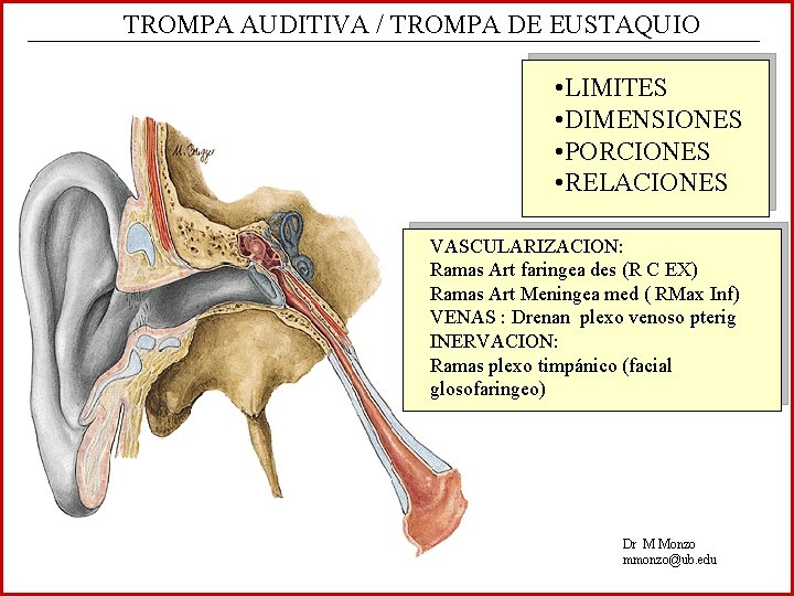 TROMPA AUDITIVA / TROMPA DE EUSTAQUIO • LIMITES • DIMENSIONES • PORCIONES • RELACIONES