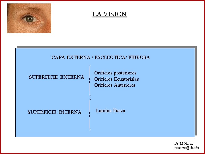 LA VISION CAPA EXTERNA / ESCLEOTICA/ FIBROSA SUPERFICIE EXTERNA SUPERFICIE INTERNA Orificios posteriores Orificios