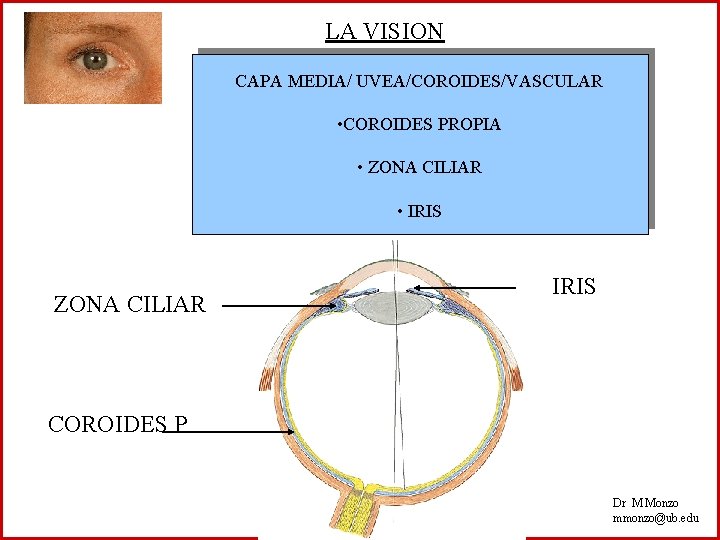 LA VISION CAPA MEDIA/ UVEA/COROIDES/VASCULAR • COROIDES PROPIA • ZONA CILIAR • IRIS ZONA