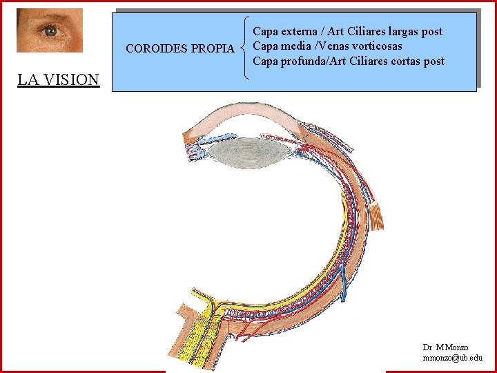 COROIDES PROPIA Capa externa / Art Ciliares largas post Capa media /Venas vorticosas Capa