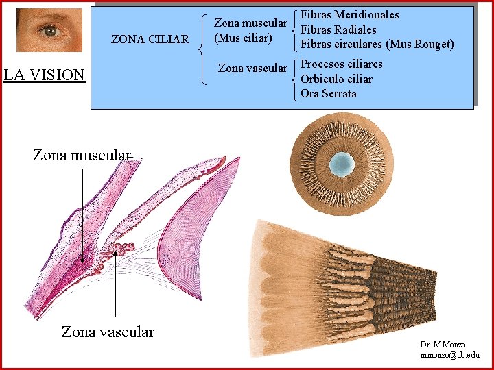 ZONA CILIAR LA VISION Zona muscular (Mus ciliar) Zona vascular Fibras Meridionales Fibras Radiales